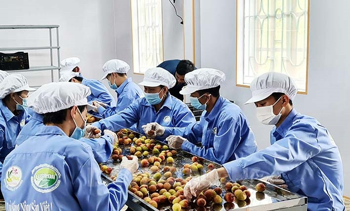 21 PHCs in Hai Duong eligible for fresh lychee export